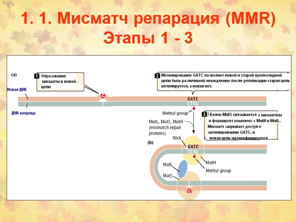 1. 1. Мисматч репарация (MMR) Этапы 1 - 3